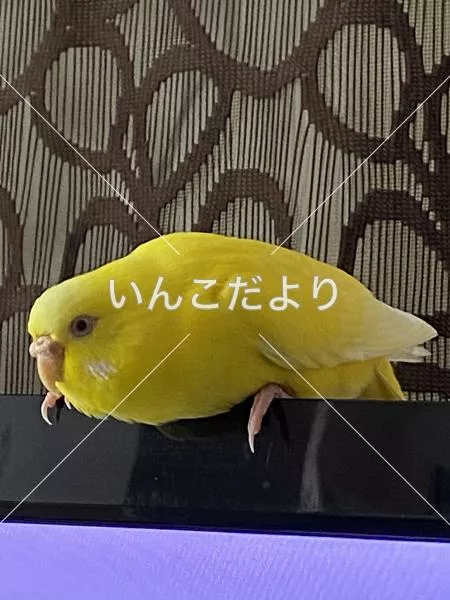 コメントの画像