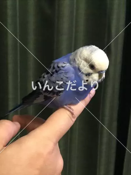 コメントの画像