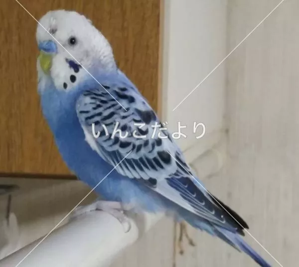 コメントの画像