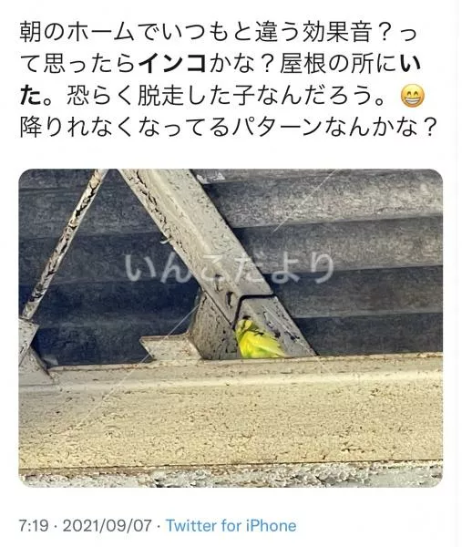 コメントの画像