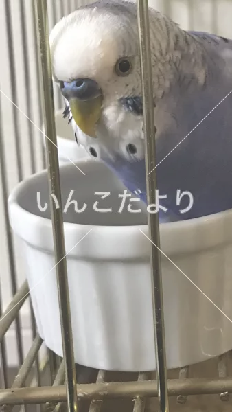 コメントの画像