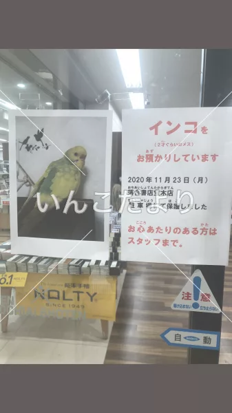 コメントの画像