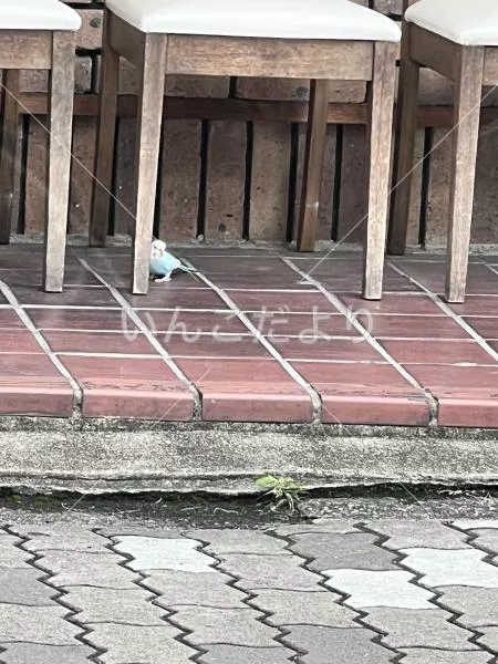 コメントの画像