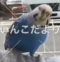 コメントの画像