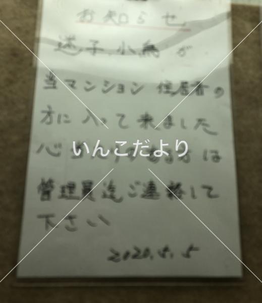 コメントの画像