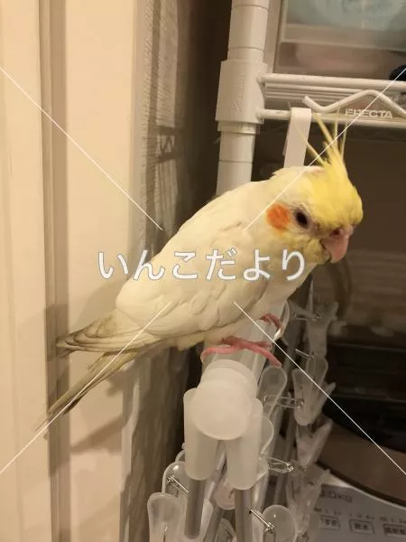 コメントの画像