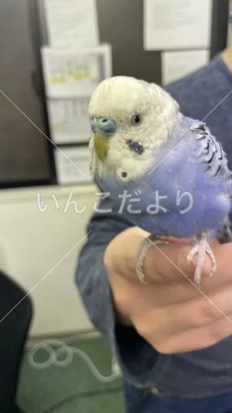 コメントの画像