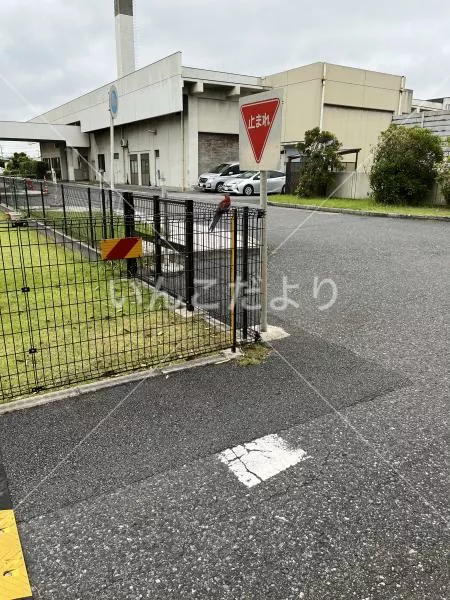 コメントの画像