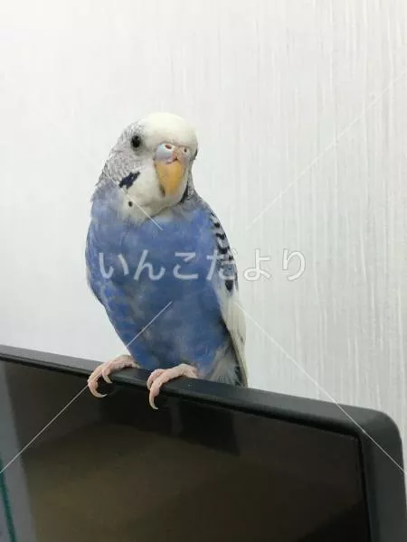 コメントの画像