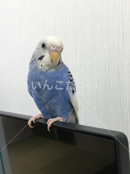 コメントの画像