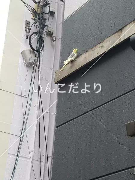 コメントの画像