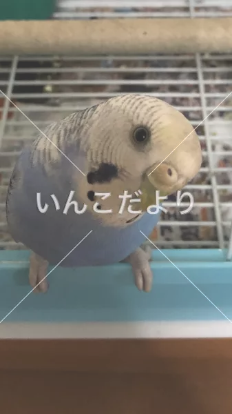 コメントの画像