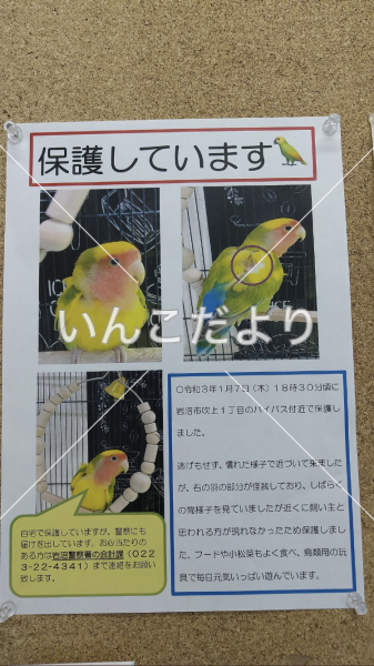 コメントの画像