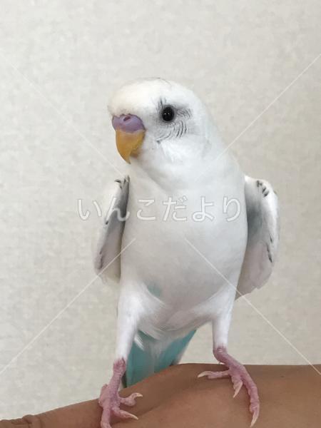 コメントの画像