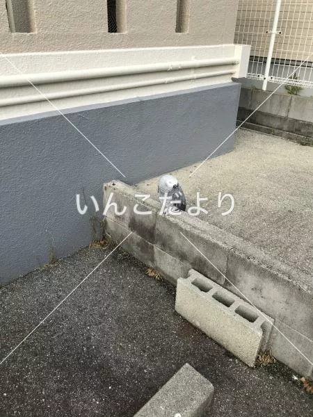 コメントの画像