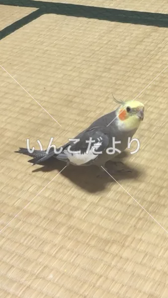 コメントの画像