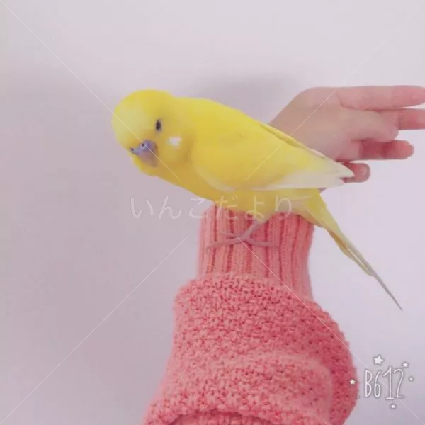 コメントの画像