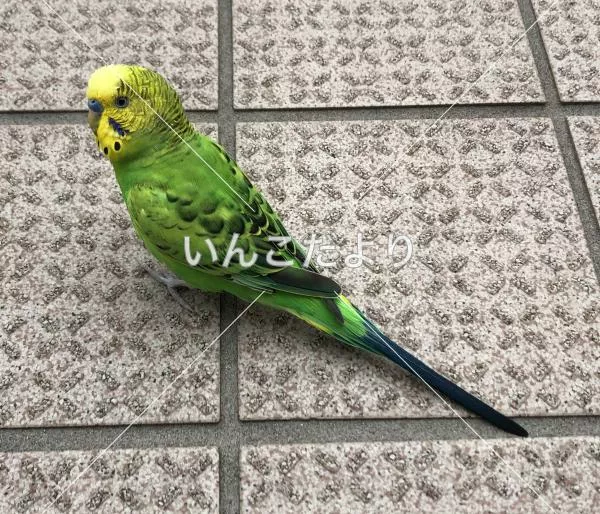 コメントの画像