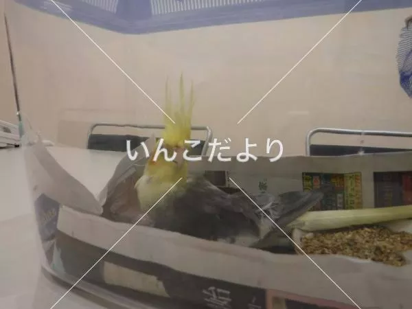 コメントの画像