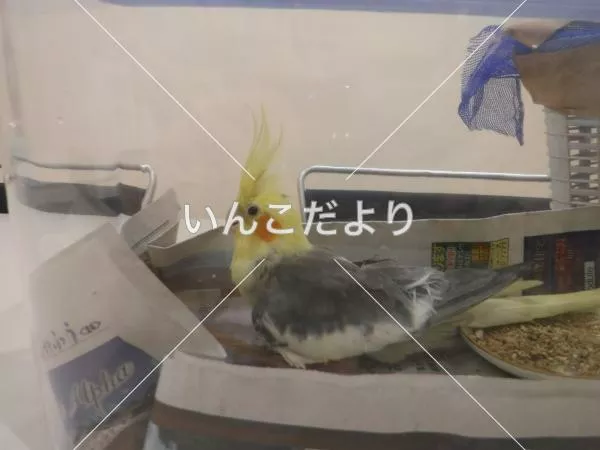 コメントの画像