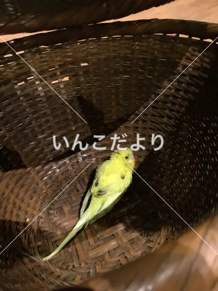 コメントの画像