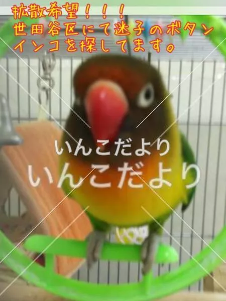 コメントの画像