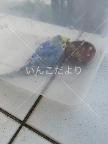 コメントの画像