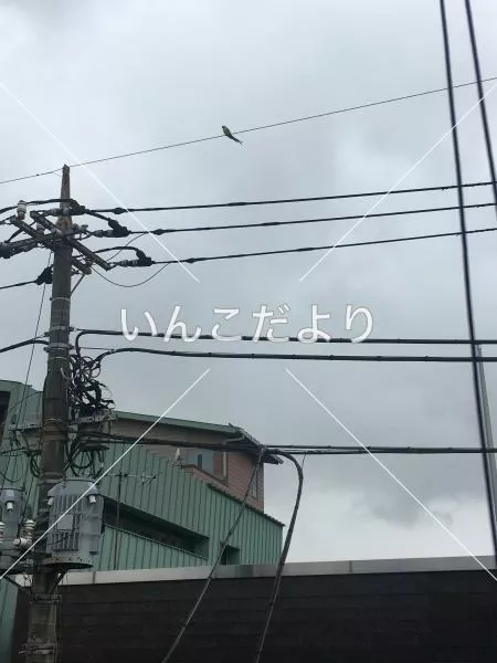 コメントの画像