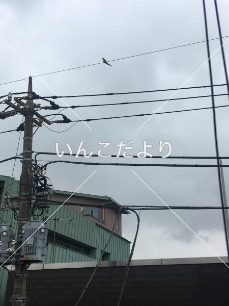 コメントの画像