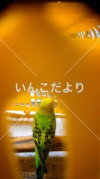 コメントの画像