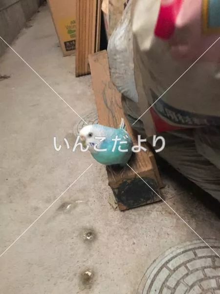 コメントの画像