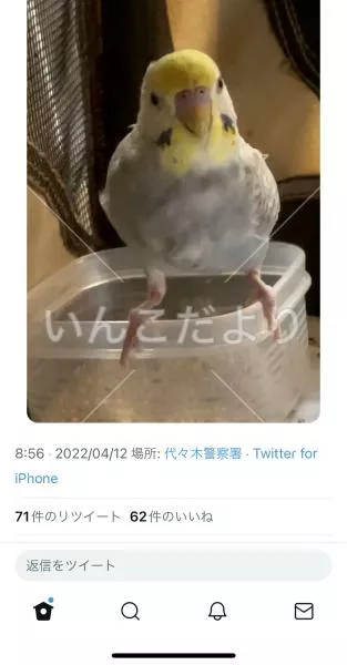 コメントの画像