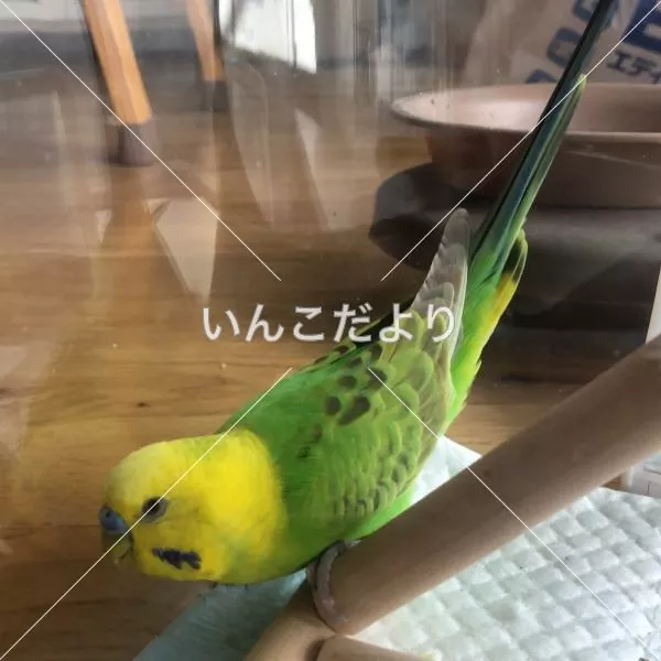 コメントの画像