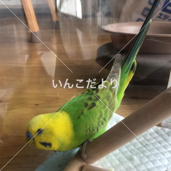 コメントの画像