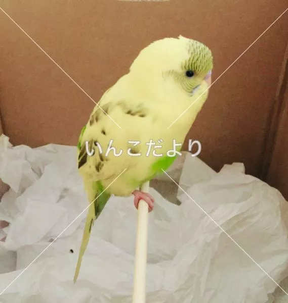 コメントの画像