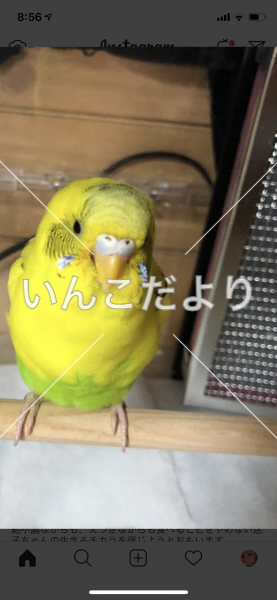 コメントの画像