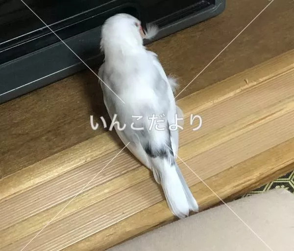 コメントの画像