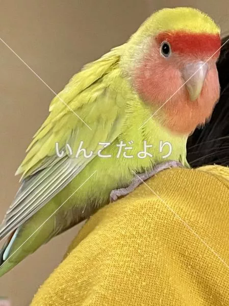 コメントの画像