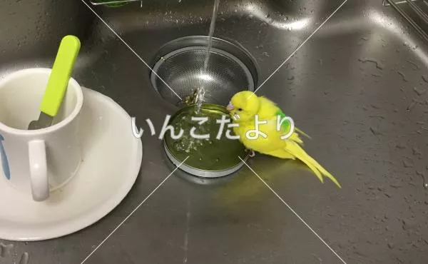 コメントの画像