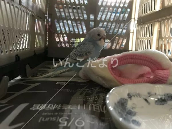 コメントの画像