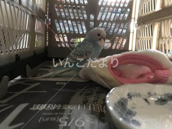 コメントの画像