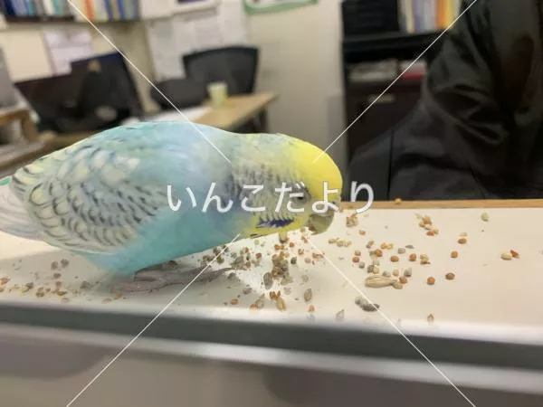 コメントの画像