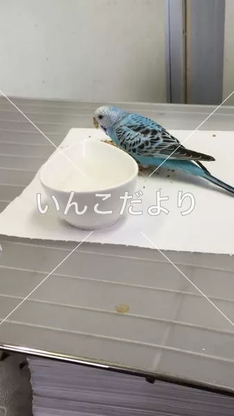 コメントの画像