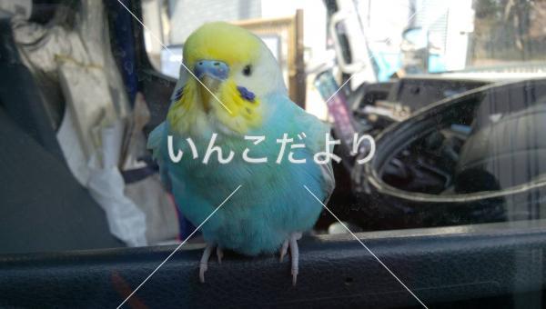コメントの画像