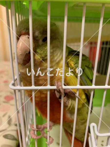 コメントの画像