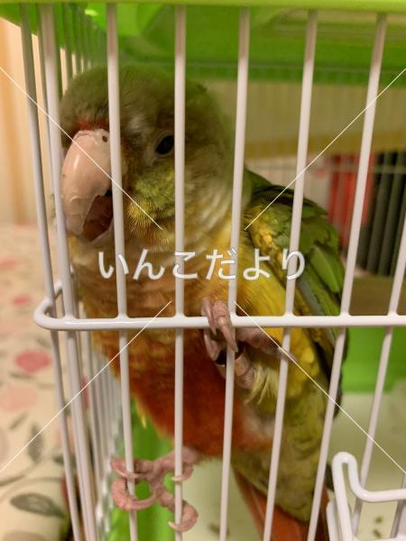 コメントの画像