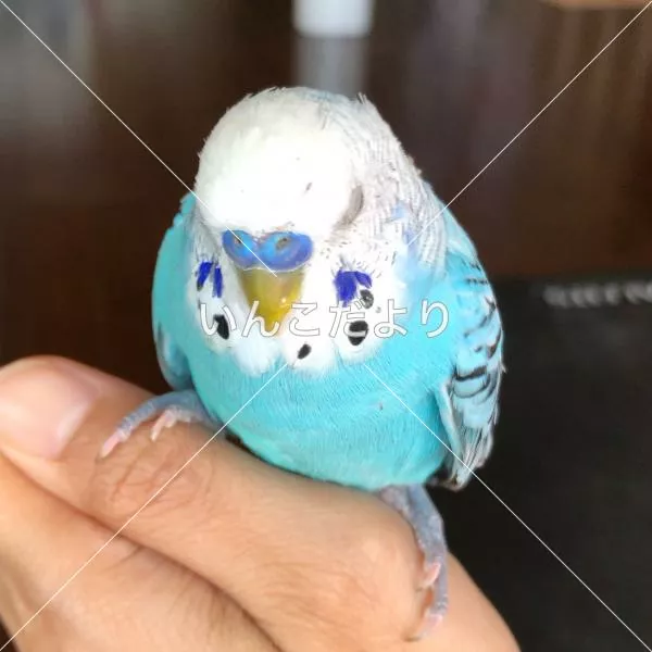 コメントの画像