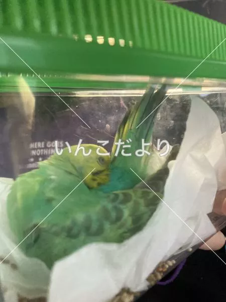 コメントの画像