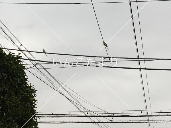 コメントの画像