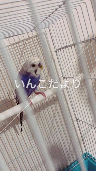 コメントの画像